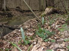 Galanthus-alpinus_стация_2